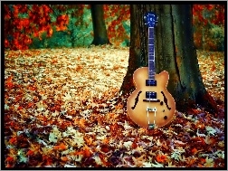 Licie, Gitara, Drzewo